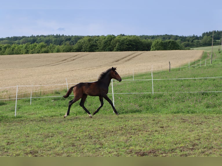 Caballo de deporte alemán Yegua Potro (03/2025) Castaño oscuro in Wendehausen