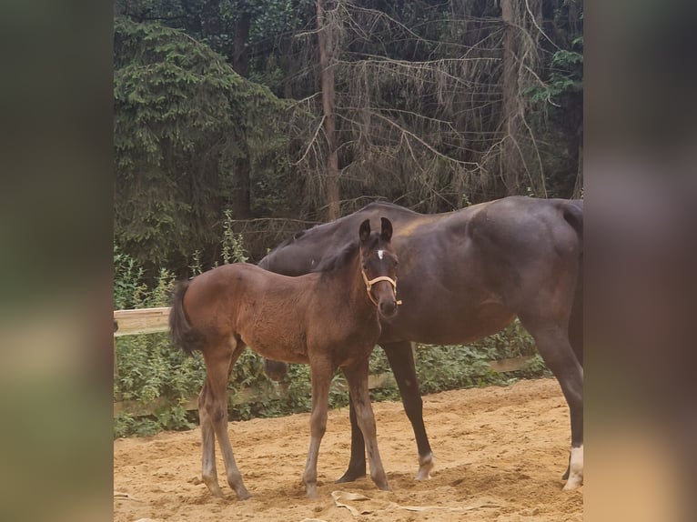 Caballo de deporte alemán Yegua Potro (04/2024) Castaño oscuro in Schweppenhausen