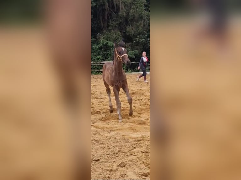 Caballo de deporte alemán Yegua Potro (04/2024) Castaño oscuro in Schweppenhausen