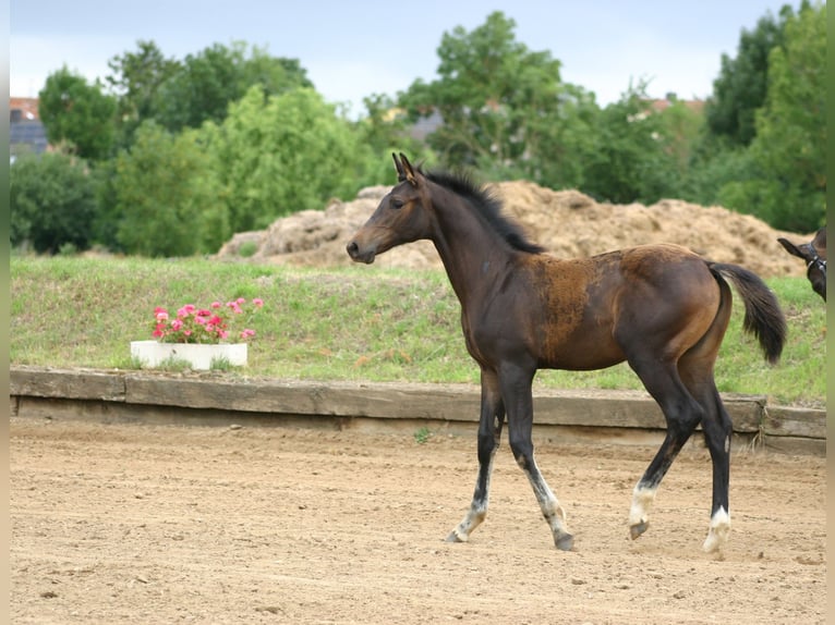 Caballo de deporte alemán Yegua Potro (03/2026) Castaño oscuro in Farsleben