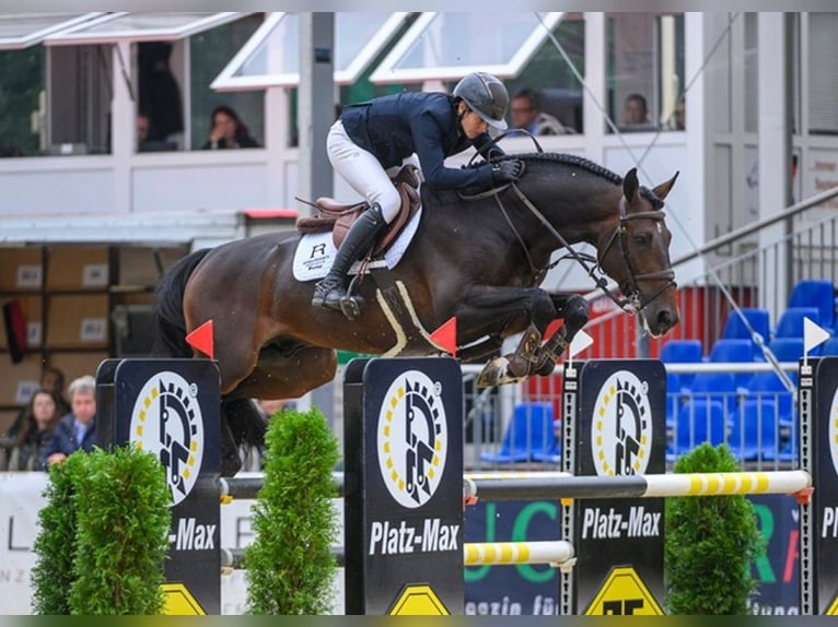 Caballo de deporte alemán Yegua Potro (05/2025) Castaño oscuro in Fronhofen