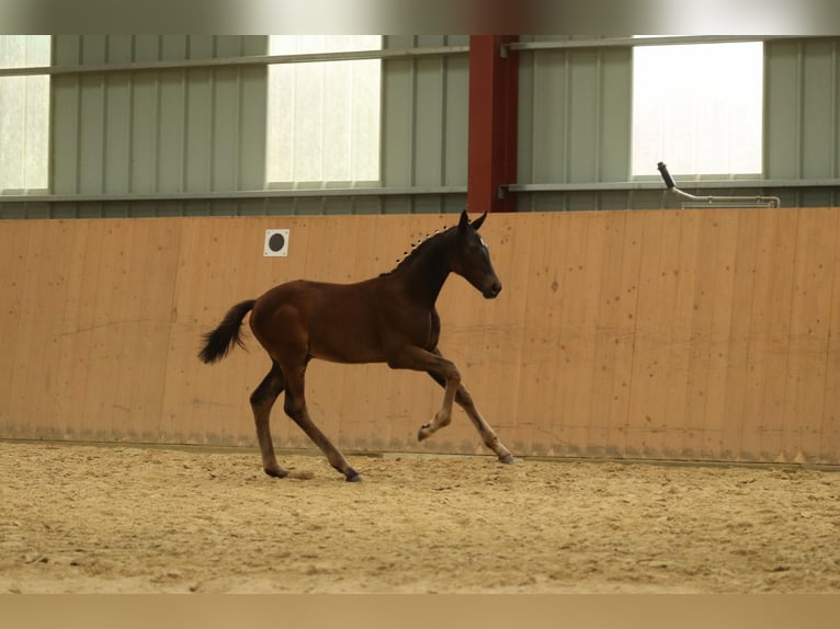 Caballo de deporte alemán Yegua Potro (04/2024) Morcillo in Moritzburg