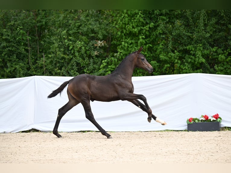 Caballo de deporte alemán Yegua Potro (05/2024) Morcillo in Ostrach