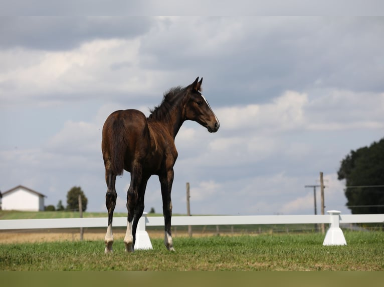 Caballo de deporte alemán Yegua Potro (04/2024) Morcillo in Postmünster