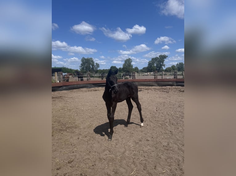 Caballo de deporte alemán Yegua  Musgo in Joachimsthal
