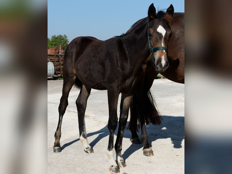 Caballo de deporte alemán Yegua Potro (05/2024) Negro in Barby