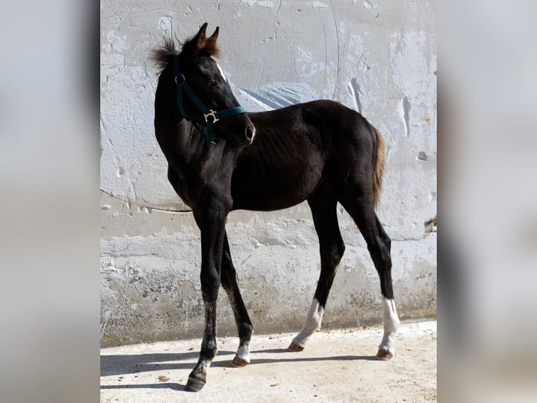 Caballo de deporte alemán Yegua Potro (05/2024) Negro in Barby