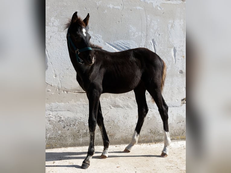 Caballo de deporte alemán Yegua Potro (05/2024) Negro in Barby