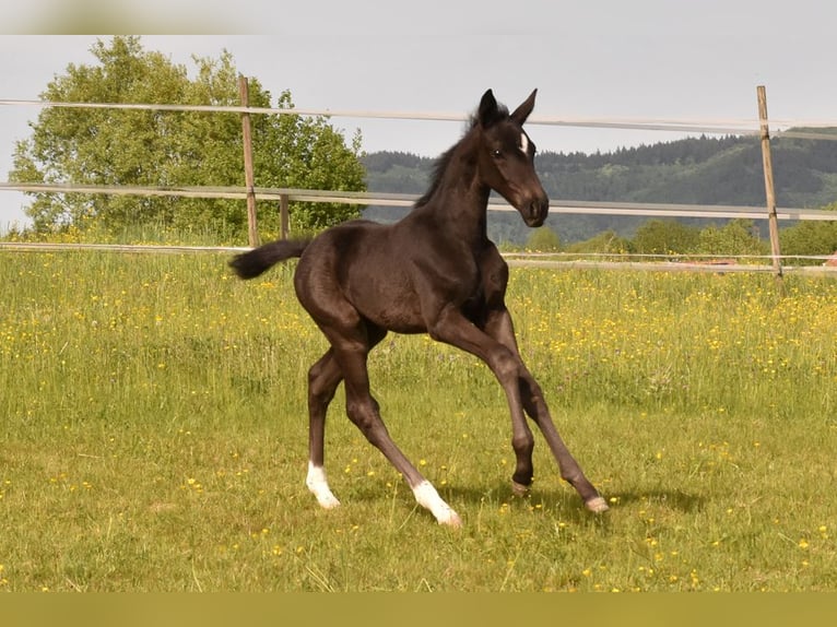 Caballo de deporte alemán Yegua Potro (03/2026) Negro in Fürth