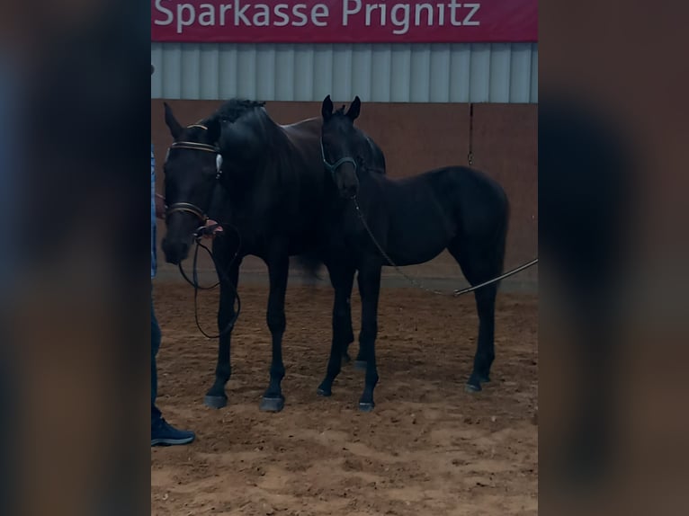 Caballo de deporte alemán Yegua Potro (02/2024) Negro in Heiligengrabe