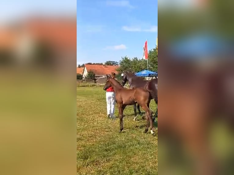 Caballo de deporte alemán Yegua Potro (04/2024) Negro in Heiligengrabe