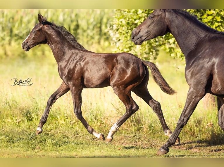 Caballo de deporte alemán Yegua Potro (05/2025) Negro in Grunow-Dammendorf Grunow