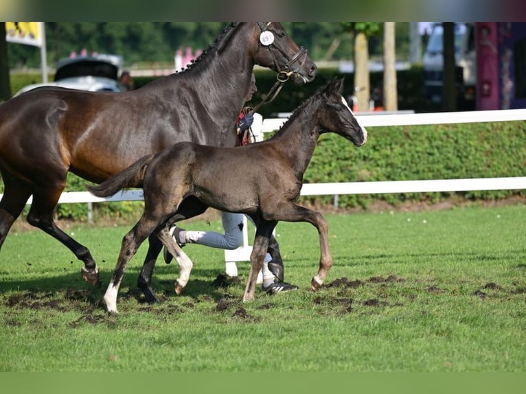Caballo de deporte alemán Yegua Potro (05/2025) Negro in Grunow-Dammendorf Grunow