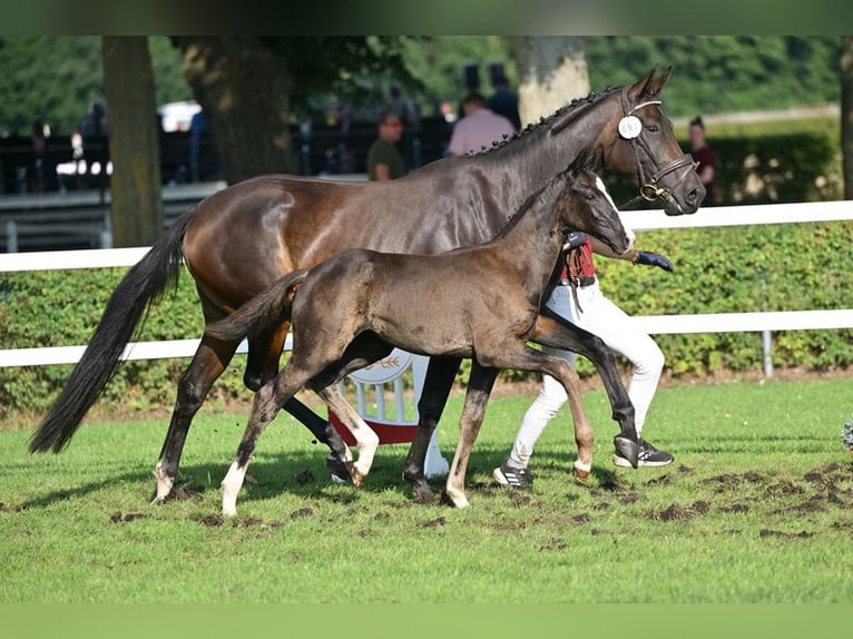 Caballo de deporte alemán Yegua Potro (05/2025) Negro in Grunow-Dammendorf Grunow