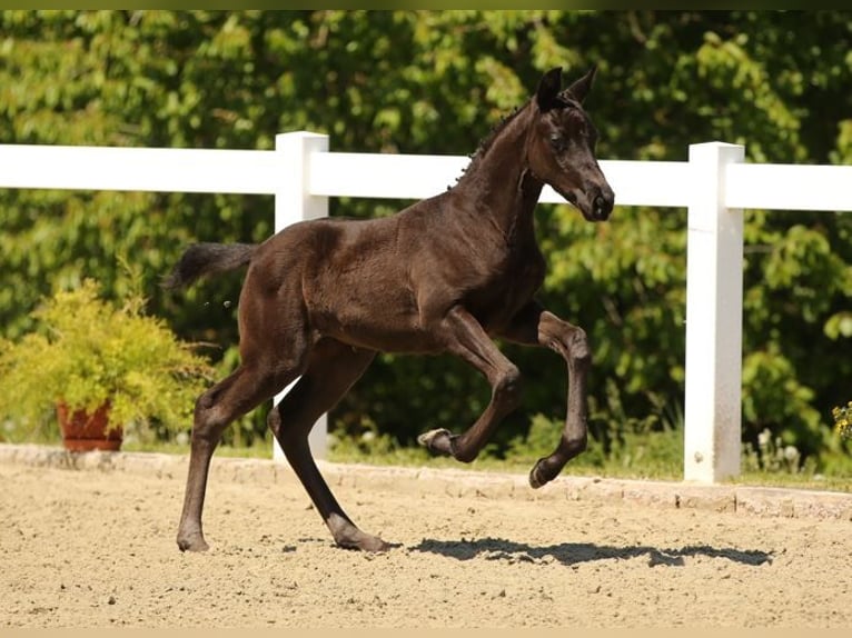 Caballo de deporte alemán Yegua Potro (03/2025) Negro in Moritzburg