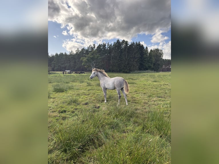 Caballo de deporte alemán Yegua Potro (03/2025) Tordo in B&#xF6;menzien