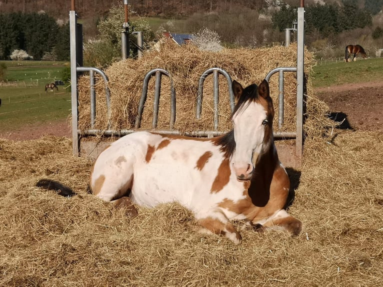Caballo de deporte belga Caballo castrado 10 años 153 cm Pío in Bann