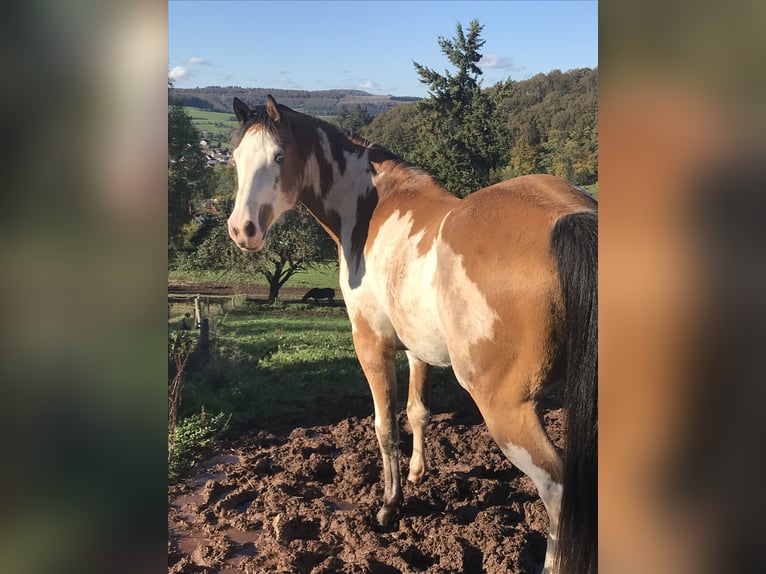 Caballo de deporte belga Caballo castrado 10 años 153 cm Pío in Bann