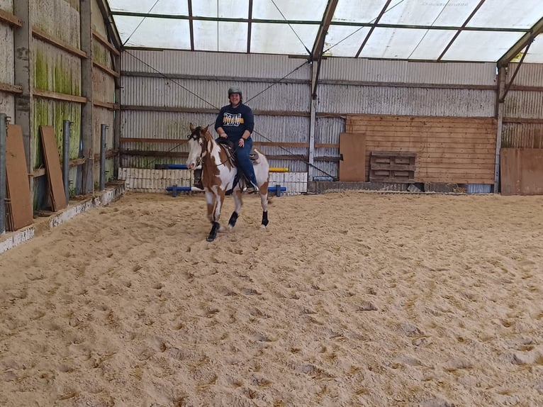 Caballo de deporte belga Caballo castrado 10 años 153 cm Pío in Bann