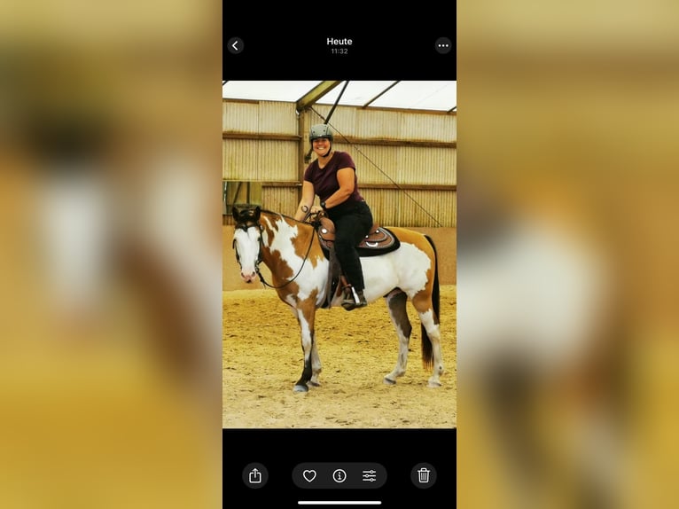 Caballo de deporte belga Caballo castrado 10 años 153 cm Pío in Bann