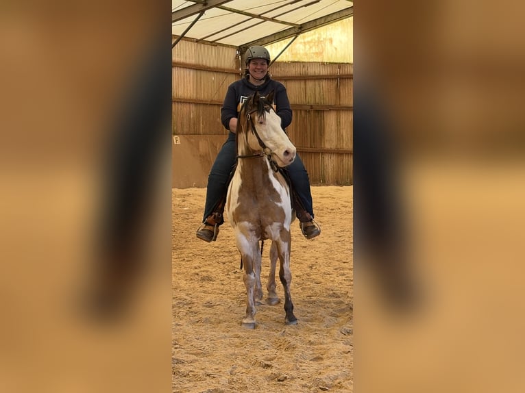 Caballo de deporte belga Caballo castrado 10 años 153 cm Pío in Bann