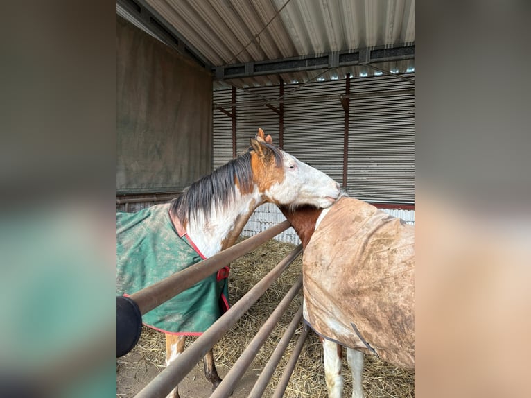 Caballo de deporte belga Caballo castrado 10 años 153 cm Pío in Bann
