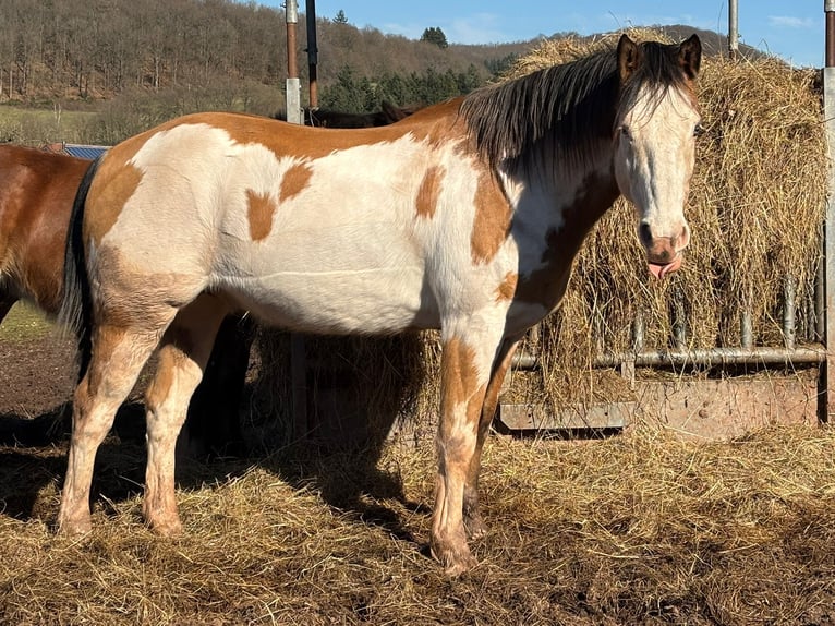 Caballo de deporte belga Caballo castrado 10 años 153 cm Pío in Bann
