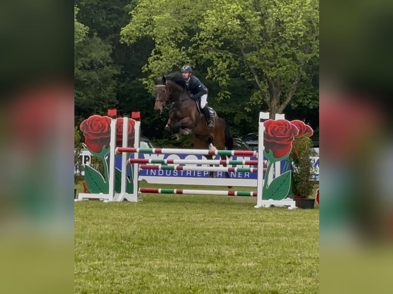 Caballo de deporte belga Caballo castrado 10 años 174 cm Castaño in Haren