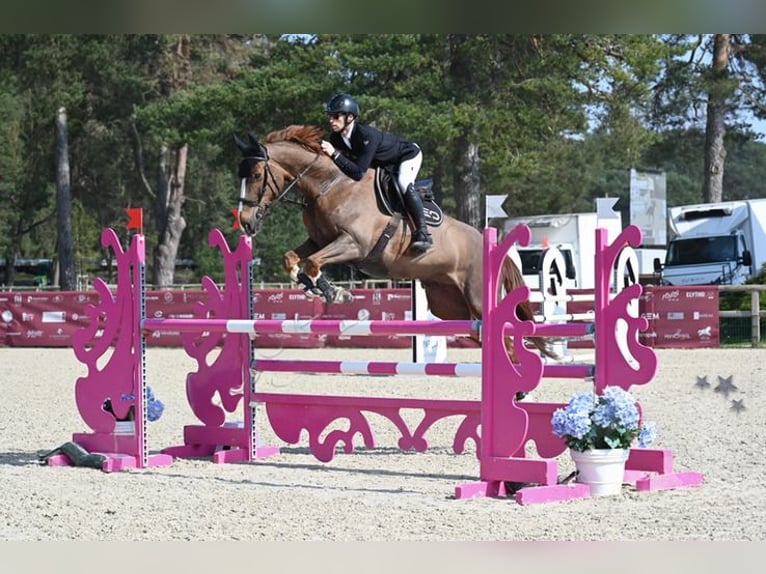 Caballo de deporte belga Caballo castrado 10 años 180 cm Alazán-tostado in L'Isle-Adam
