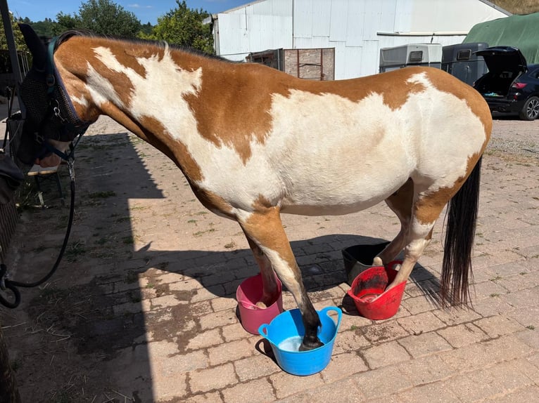 Caballo de deporte belga Caballo castrado 11 años 152 cm Pío in Küsel