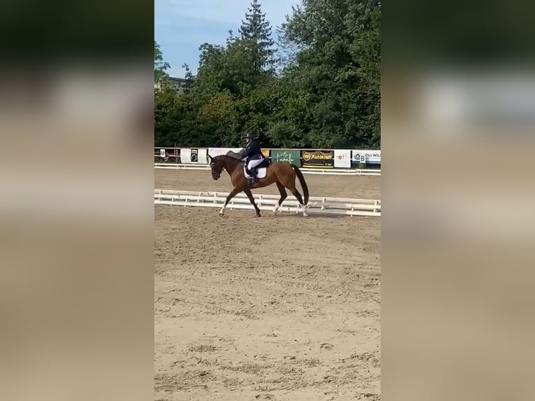 Caballo de deporte belga Caballo castrado 11 años 165 cm Castaño in Niederhelfenschwil