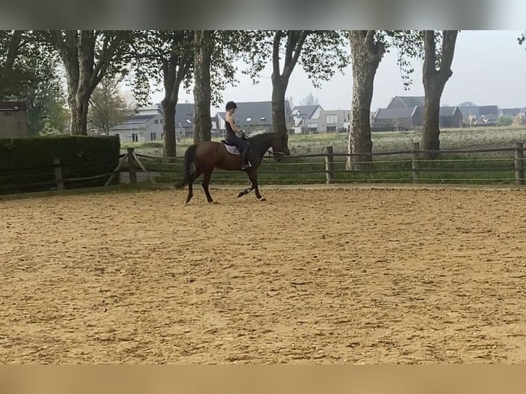 Caballo de deporte belga Caballo castrado 12 años 167 cm Castaño in GochGoch