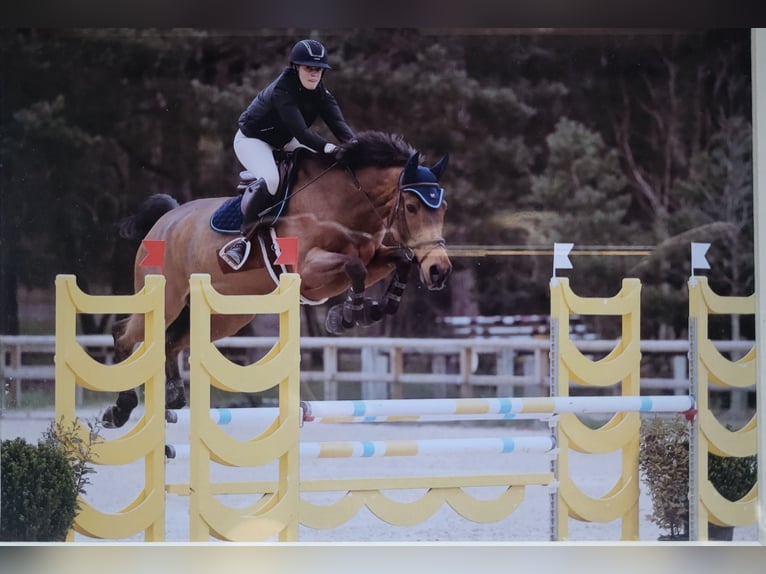 Caballo de deporte belga Caballo castrado 12 años 169 cm Castaño oscuro in Barbizon