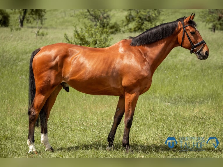 Caballo de deporte belga Caballo castrado 12 años 170 cm Castaño in Korntal-Münchingen