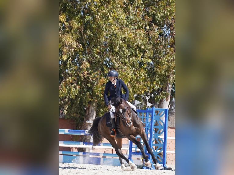 Caballo de deporte belga Caballo castrado 12 años 175 cm Bayo in Lleida