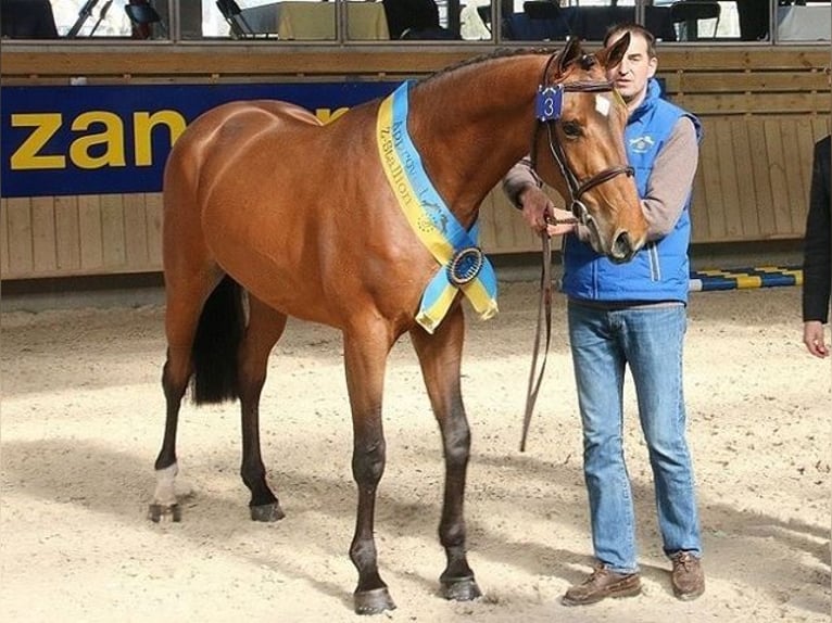 Caballo de deporte belga Caballo castrado 13 años 170 cm Castaño in Oldenburg