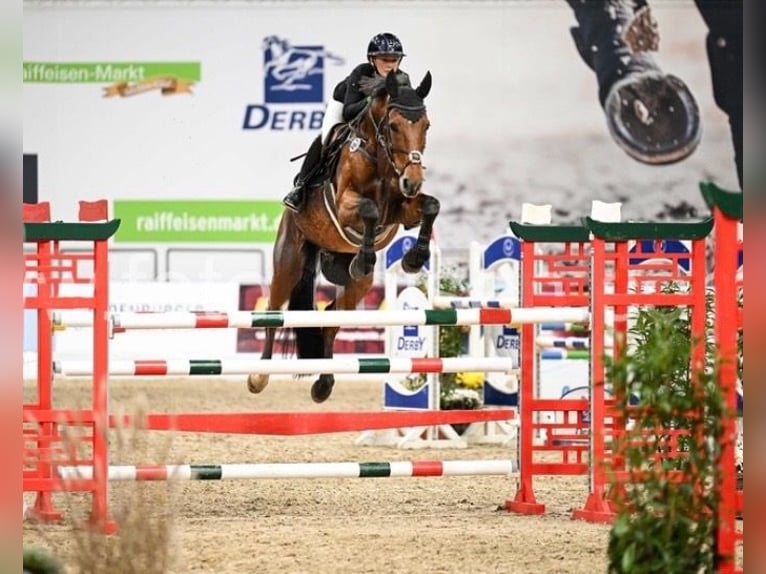 Caballo de deporte belga Caballo castrado 13 años 170 cm Castaño in Oldenburg