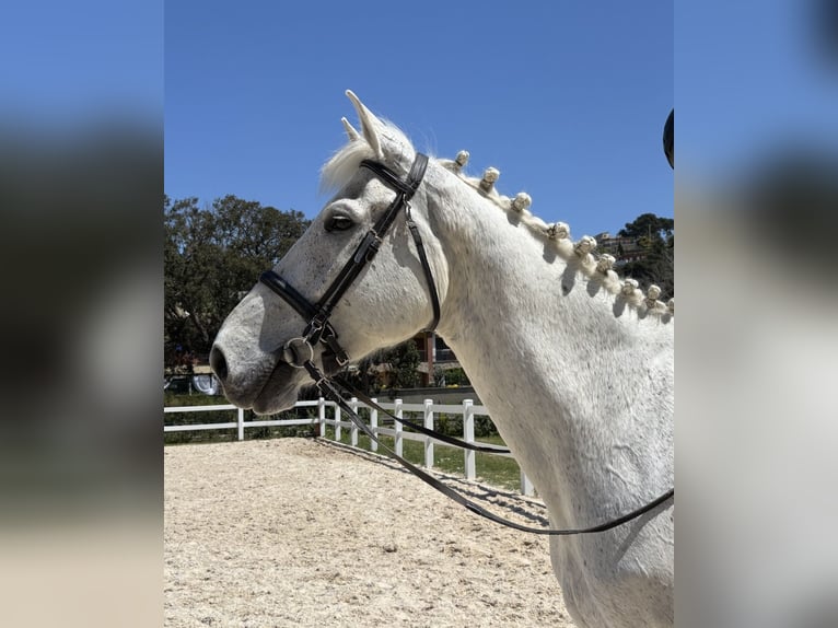 Caballo de deporte belga Caballo castrado 13 años 170 cm Tordo in Santa Susanna, El Maresme Barcelona