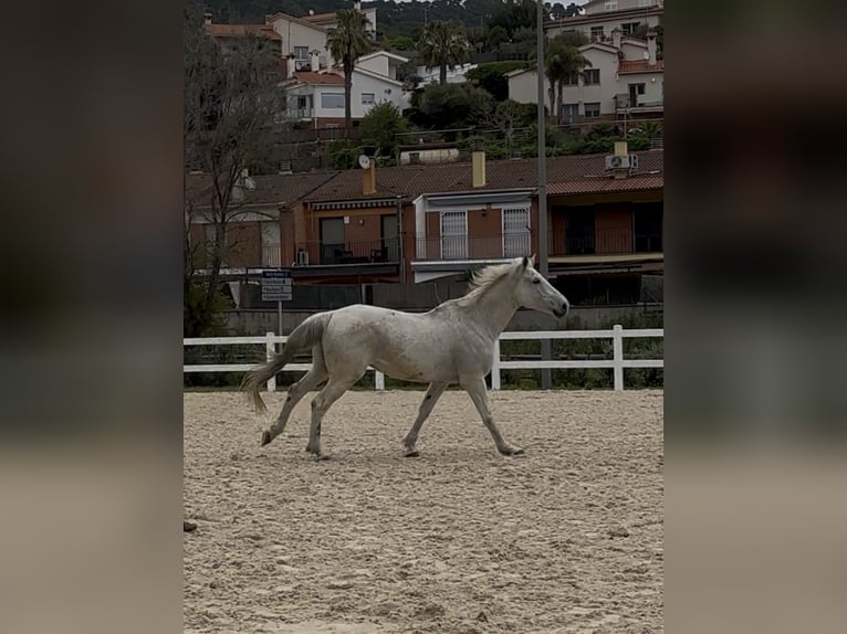 Caballo de deporte belga Caballo castrado 13 años 170 cm Tordo in Santa Susanna, El Maresme Barcelona