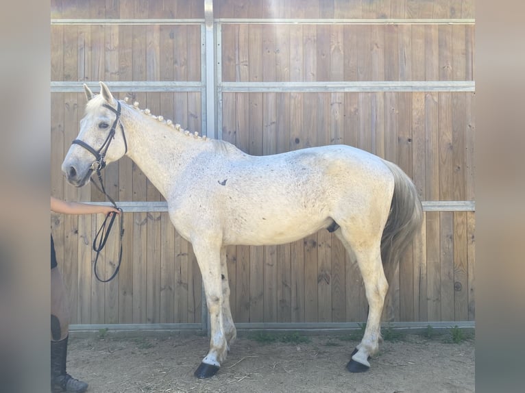 Caballo de deporte belga Caballo castrado 13 años 170 cm Tordo in Santa Susanna, El Maresme Barcelona