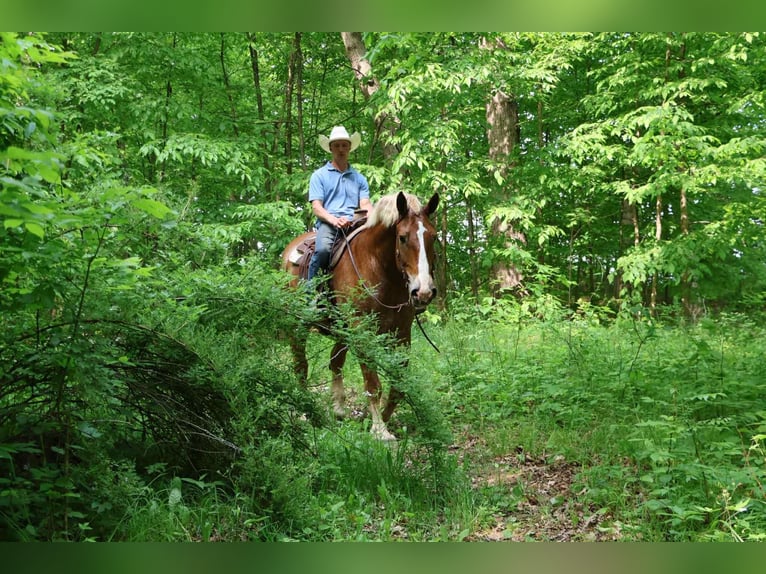 Caballo de deporte belga Caballo castrado 13 años Alazán rojizo in Howell, MI