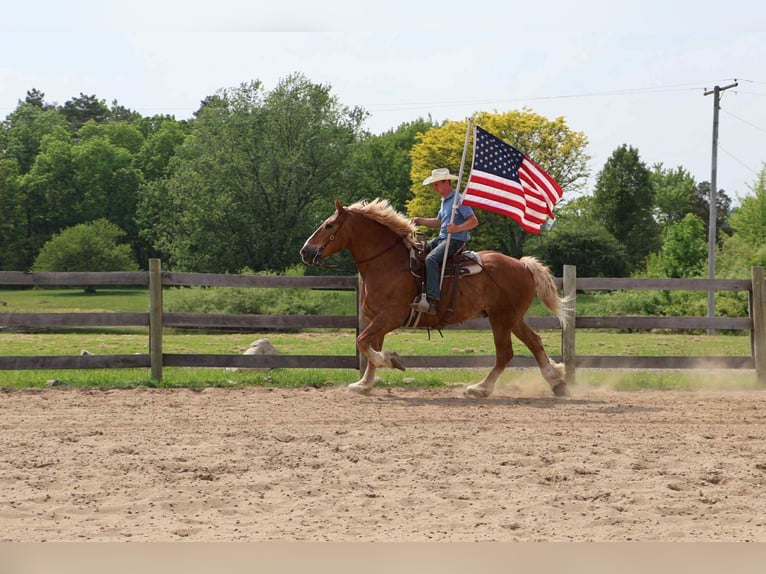 Caballo de deporte belga Caballo castrado 13 años Alazán rojizo in Howell, MI