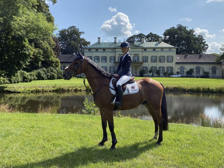 Caballo de deporte belga Caballo castrado 14 años 170 cm Castaño in Oldenburg