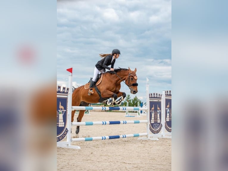 Caballo de deporte belga Mestizo Caballo castrado 16 años 165 cm Alazán-tostado in Kaunas