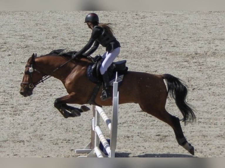 Caballo de deporte belga Mestizo Caballo castrado 16 años 165 cm Alazán-tostado in Kaunas