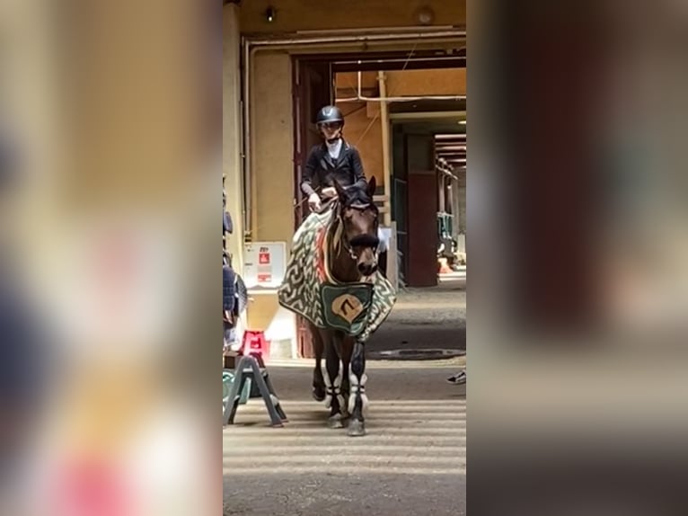 Caballo de deporte belga Mestizo Caballo castrado 16 años 165 cm Alazán-tostado in Kaunas