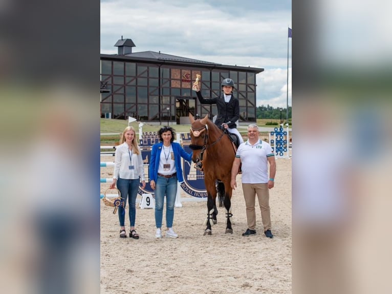 Caballo de deporte belga Mestizo Caballo castrado 17 años 165 cm Alazán-tostado in Kaunas