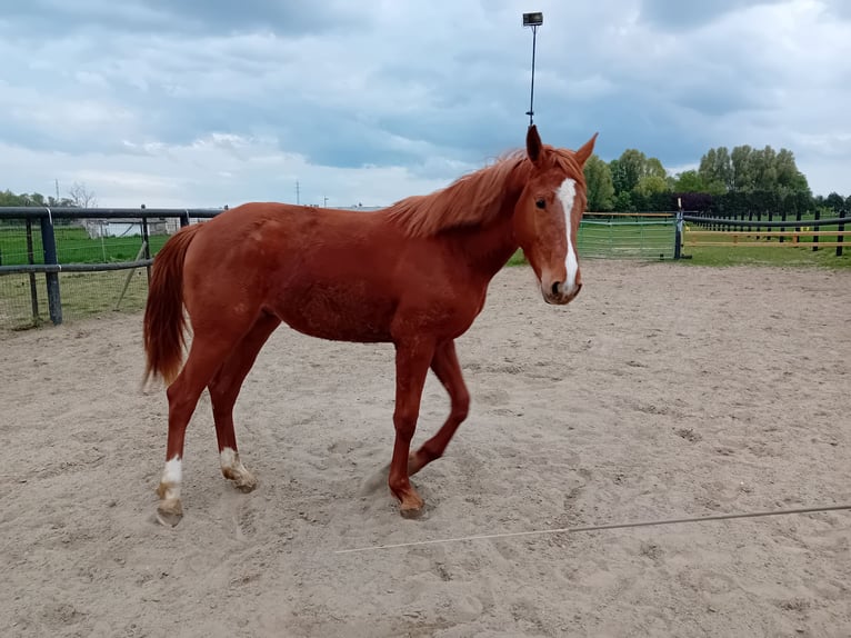 Caballo de deporte belga Caballo castrado 2 años 160 cm Alazán-tostado in Outer