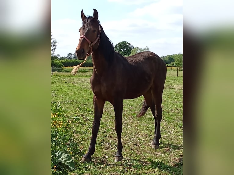 Caballo de deporte belga Caballo castrado 2 años Castaño in Leval