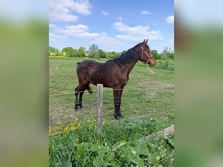 Caballo de deporte belga Caballo castrado 2 años Castaño in Leval
